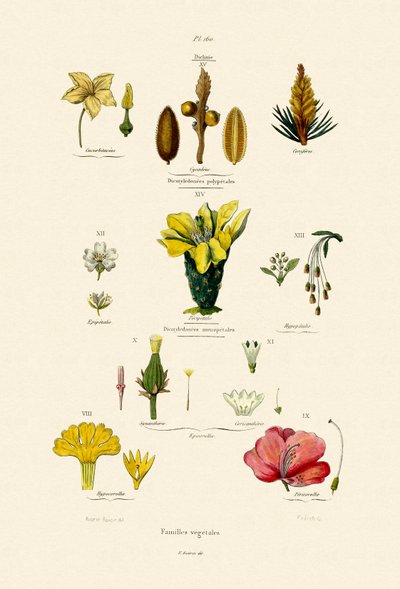 Familias Vegetales de French School